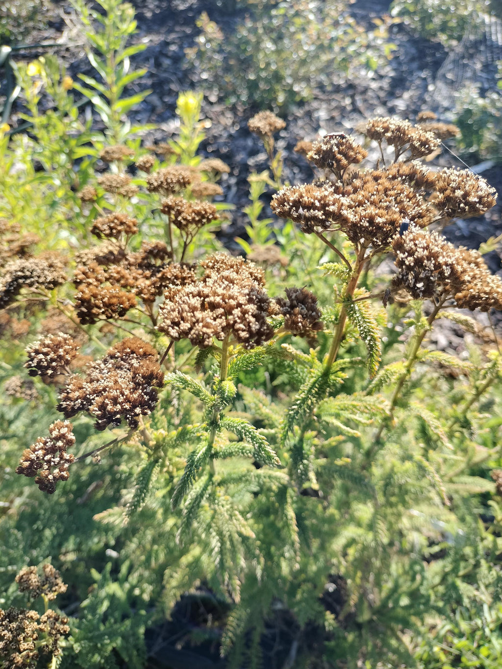Achillea millefolium common yarrow seed organic white yarrow seeds garden butterfly plant gift Herb frequency energy seed yarrow bulk seeds