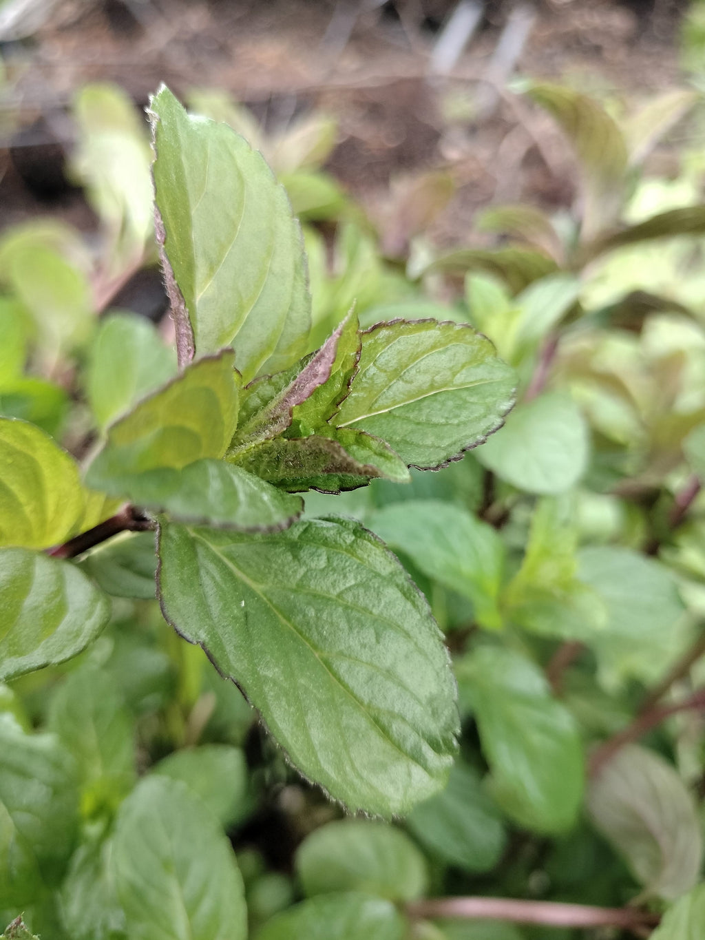 chocolate mint cutting or potted live plant beautiful purple flowers mint cutting chocolate mint tea detergent plant for bugs mint bees