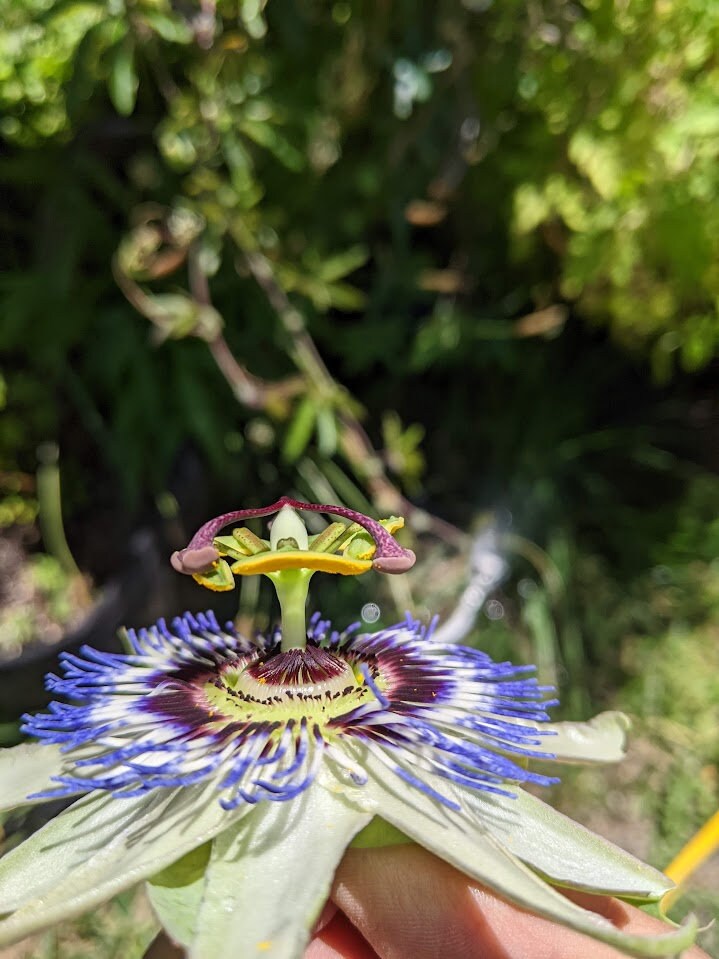 Passion Flower Vine arch loving bee pollinators purple passion flower beautiful  garden flower green house vine Passiflora Plant Cutting