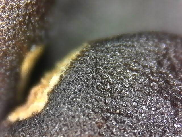 moonflower blooms at night Beautiful bloom Seeds 50ct