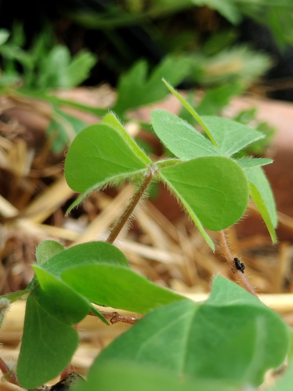 Live plant Clover Oxalis corniculata creeping yellow woodsorrel House Plant Yellow Flowers Clover Oxalis Ground Cover GreenHouse house plant