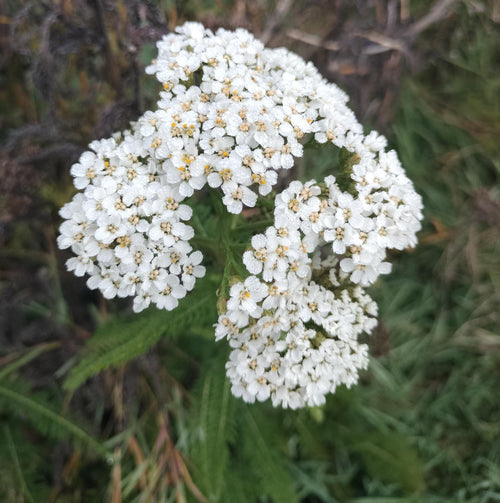 Achillea millefolium common yarrow seed organic white yarrow seeds garden butterfly plant gift Herb frequency energy seed yarrow bulk seeds