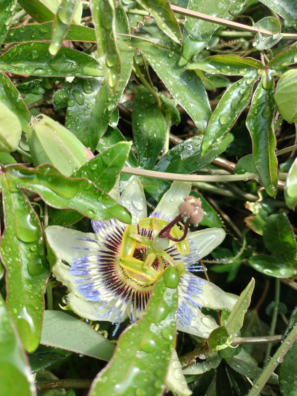 Passion Flower Vine arch loving bee pollinators purple passion flower beautiful  garden flower green house vine Passiflora Plant Cutting