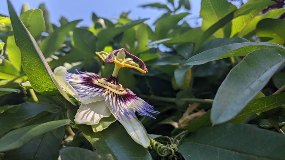 Passion Flower Vine Passiflora plant Cutting arch loving bee pollinators purple passion flower beautiful  garden flower green house vine