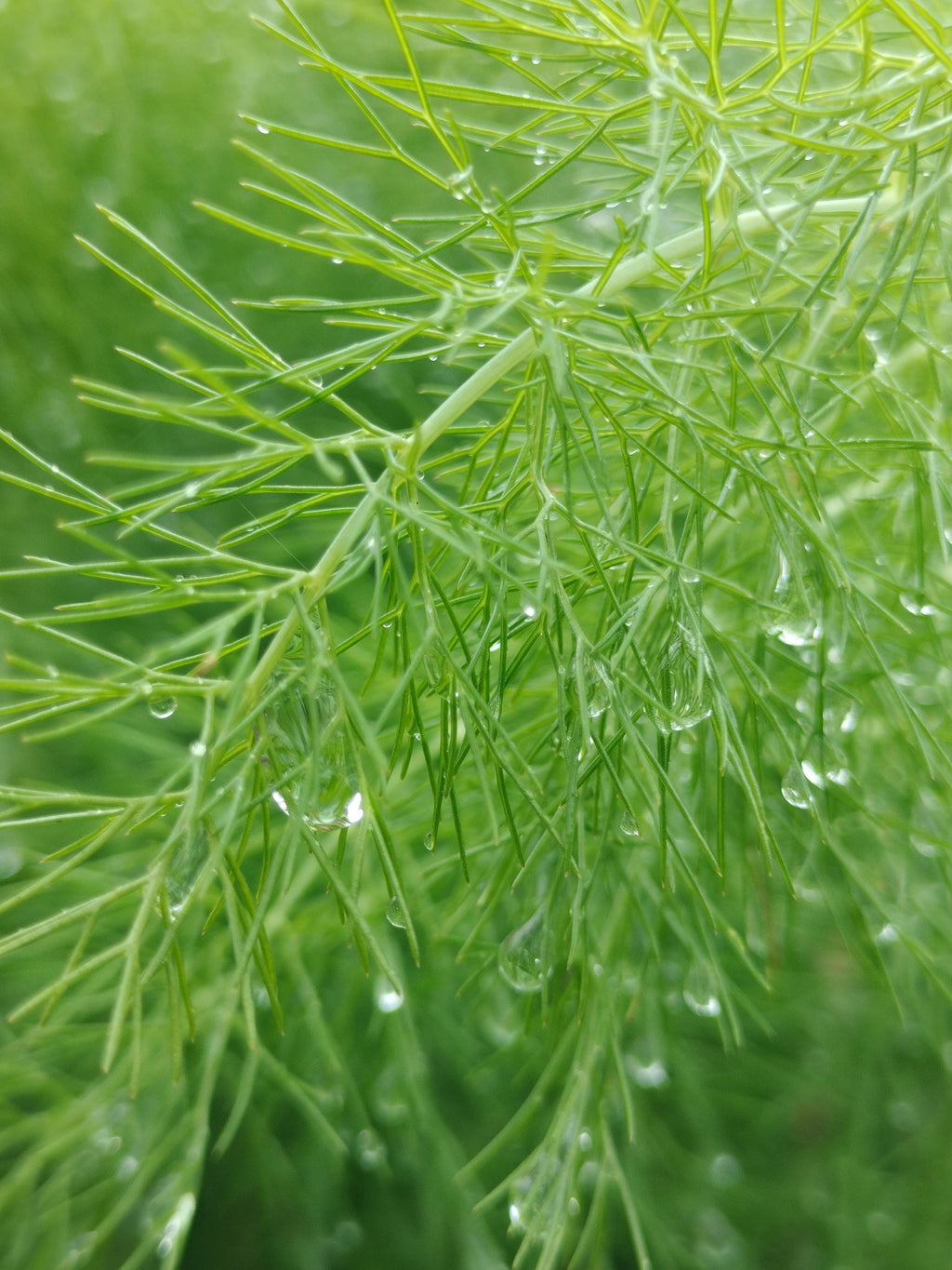 fennel plant Foeniculum vulgare live plant fennel garden potted plants fennel foeniculum fennel vulgare live plant fennel vulgare live pot