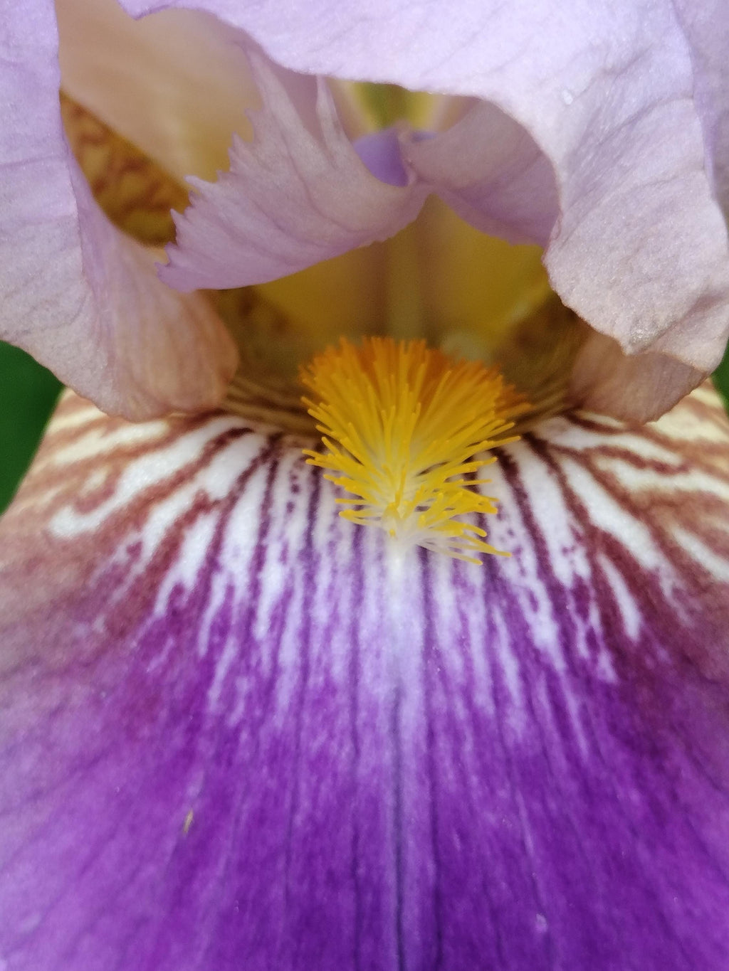 bearded iris bulbs iris bulbs mix colorful flowers landscaping iris flowers bearded iris bulb flower garden greenhouse