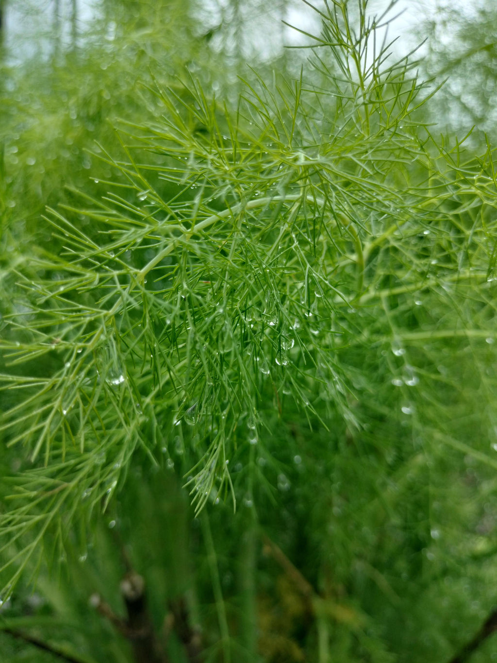 fennel plant Foeniculum vulgare live plant fennel garden potted plants fennel foeniculum fennel vulgare live plant fennel vulgare live pot
