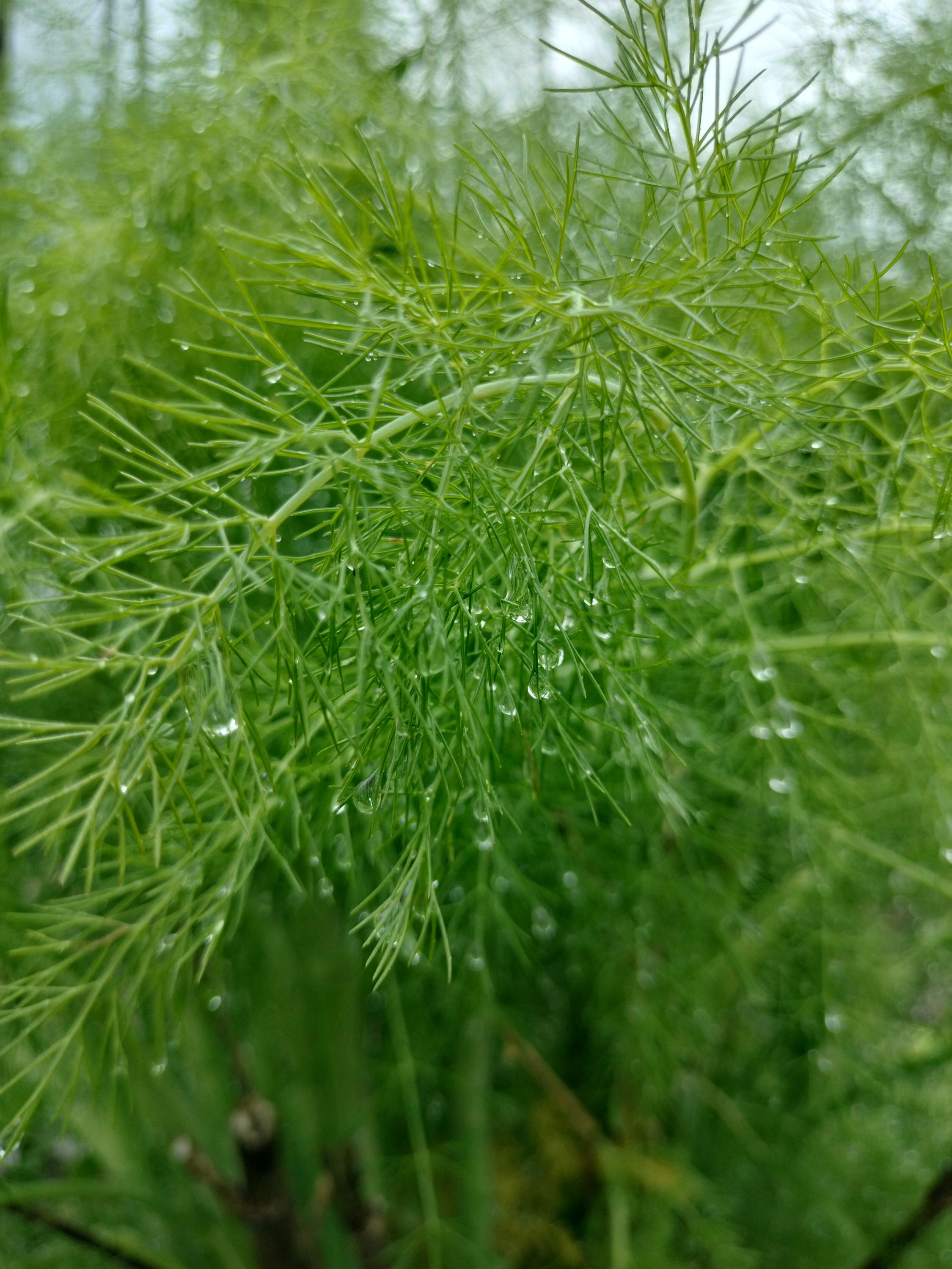 fennel plant Foeniculum vulgare live plant fennel garden potted plants fennel foeniculum fennel vulgare live plant fennel vulgare live pot