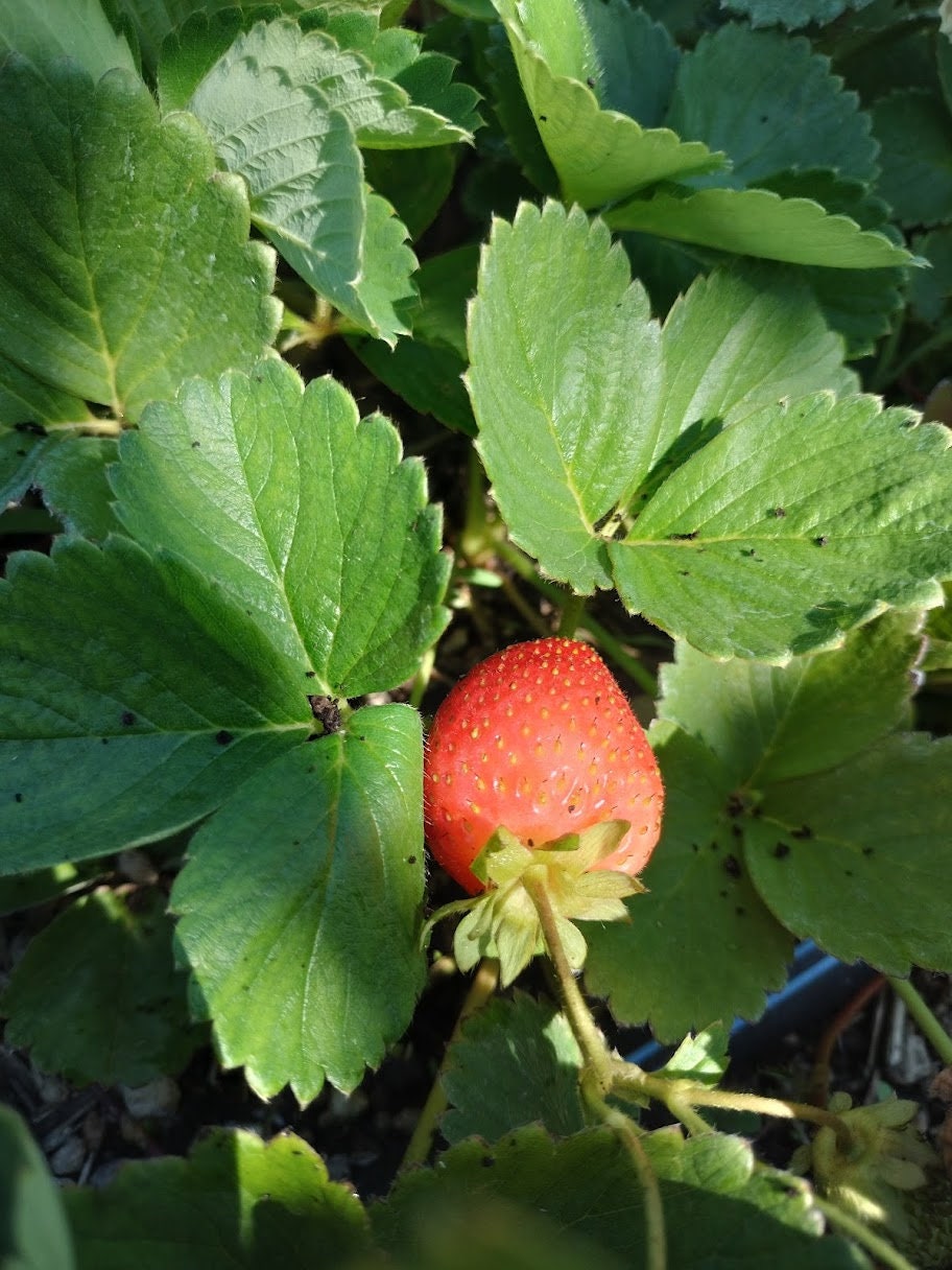 Organic Fragaria Strawberry Plants Bareroot and live Plants in 4 inch pots , edible garden , strawberry, live plant , Bareroot , beautiful