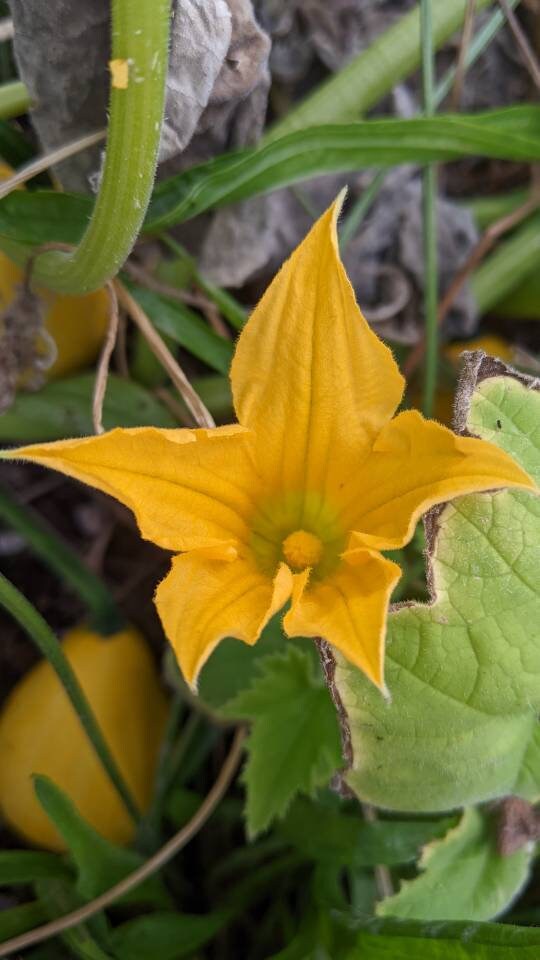Calabas cup/bowl Gourds