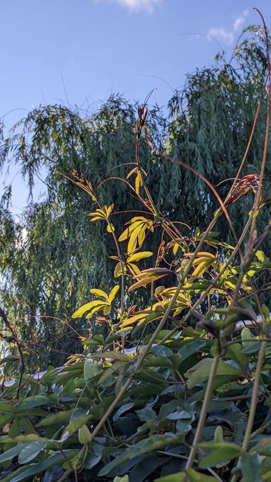 Passiflora plant Cutting Passion Flower Vine arch loving bee pollinators purple passion flower beautiful garden flower green house vine