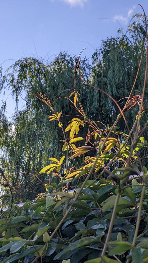 Passiflora plant Cutting Passion Flower Vine arch loving bee pollinators purple passion flower beautiful garden flower green house vine