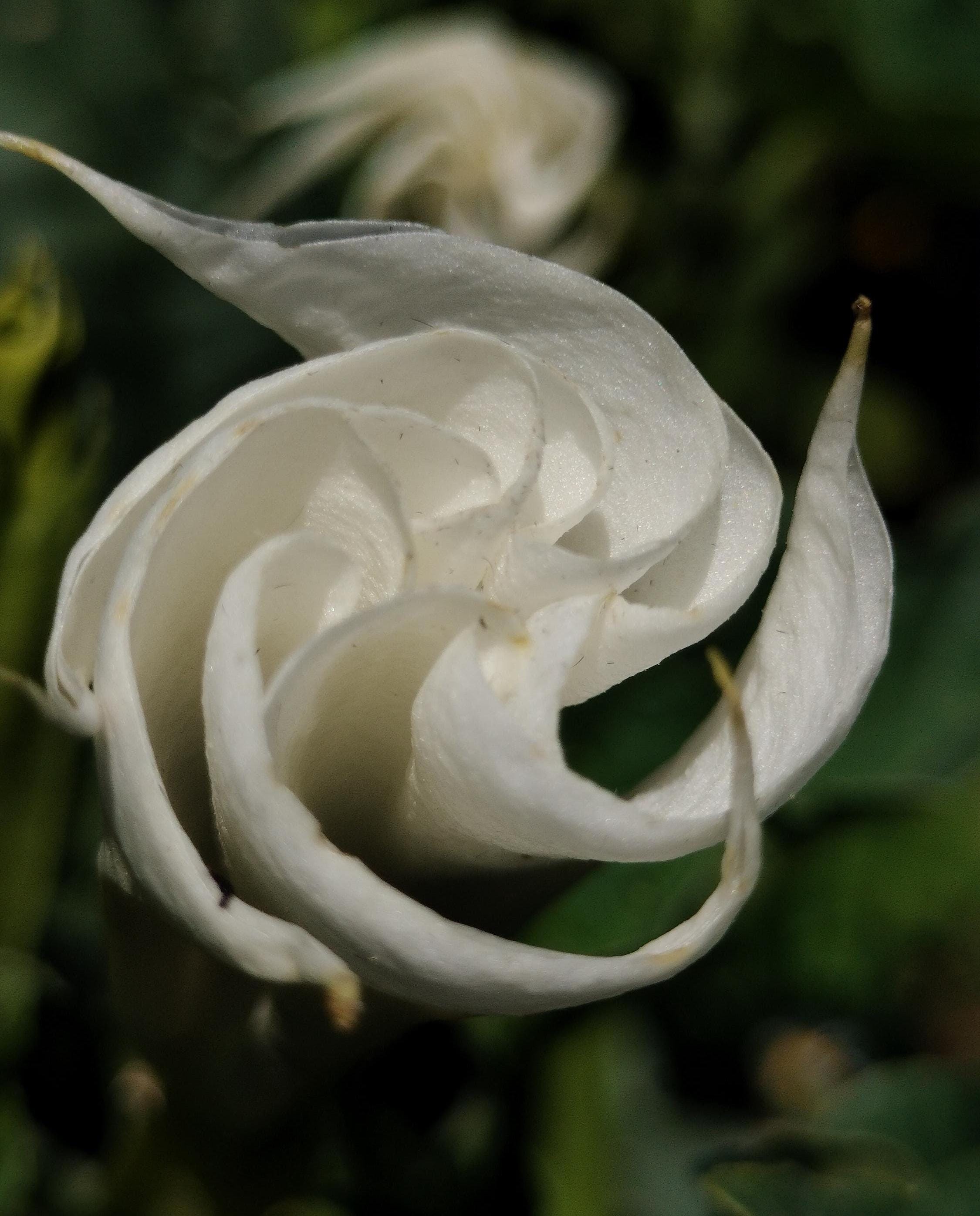 moonflower blooms at night Beautiful bloom Seeds 50ct
