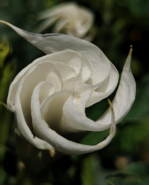 moonflower blooms at night Beautiful bloom Seeds 50ct
