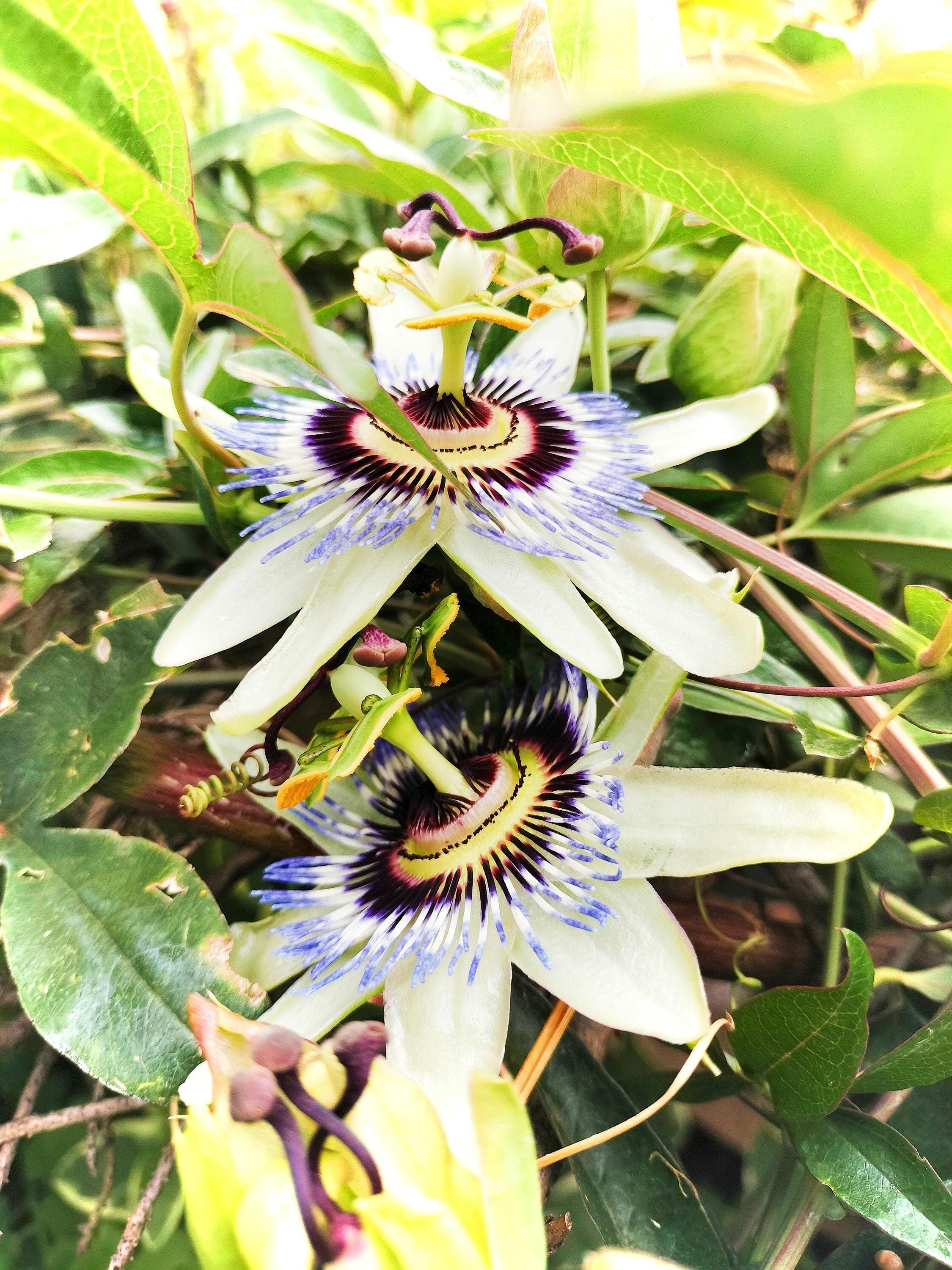Passion Flower Vine arch loving bee pollinators purple passion flower beautiful  garden flower green house vine Passiflora Plant Cutting