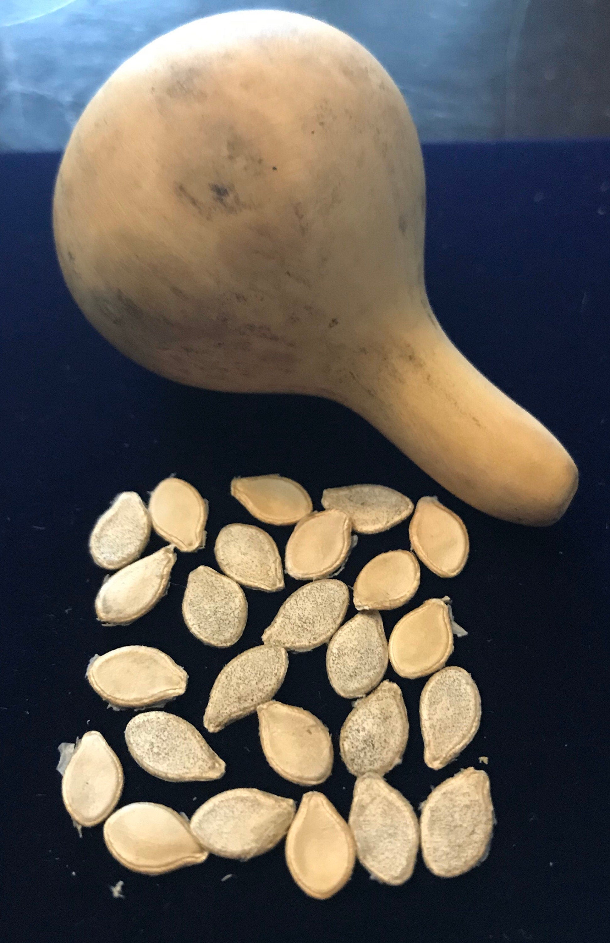 Tennessee Spinner Gourd seeds Tennessee dancing gourd sun loving organic white flower vine arch plant small gourd gift seed home décor gift