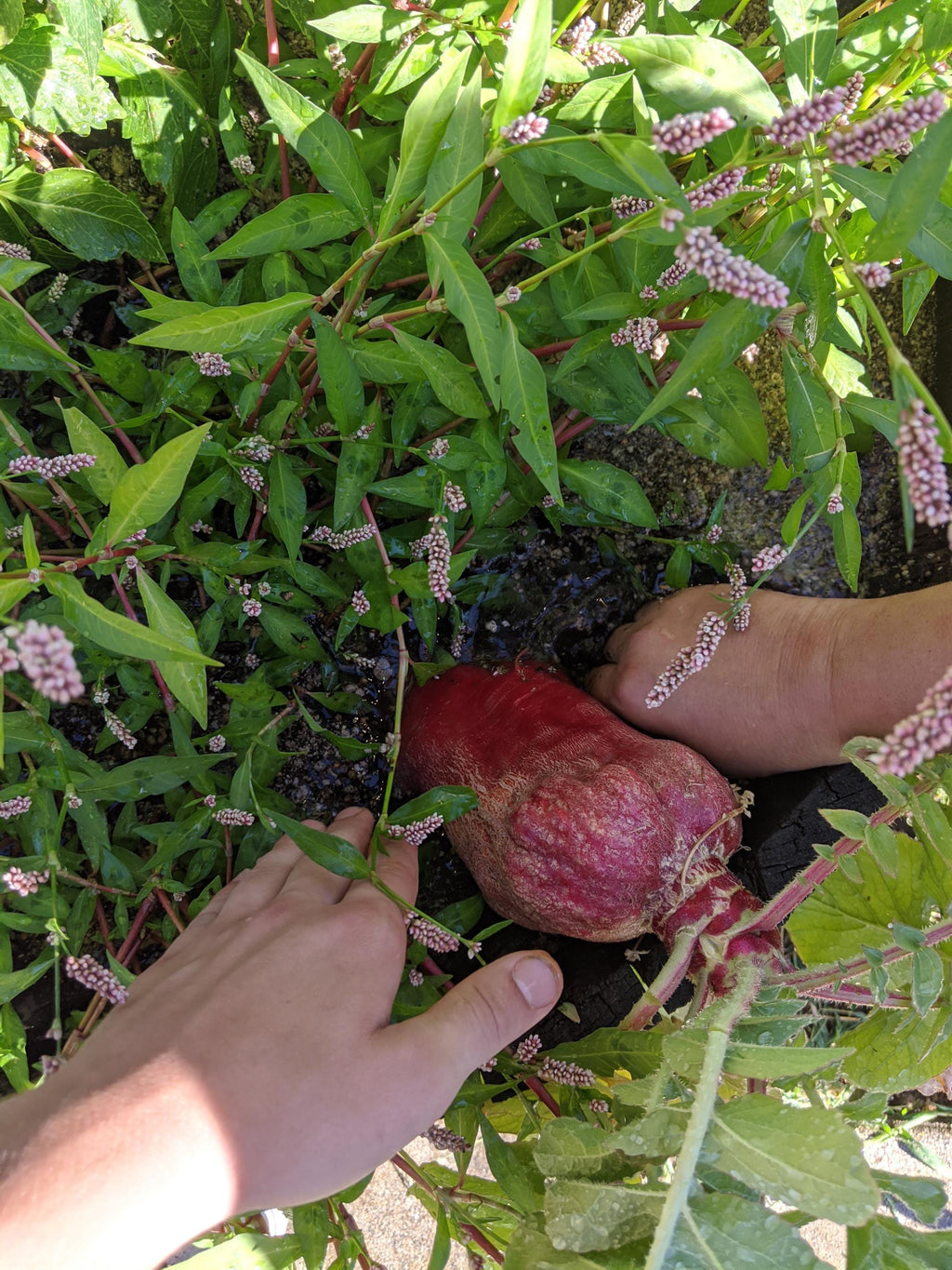 Radish seeds garden edible plant seed bank radish seed radish