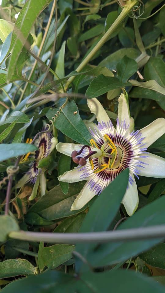 Passion Flower Vine Passiflora plant Cutting arch loving bee pollinators purple passion flower beautiful  garden flower green house vine