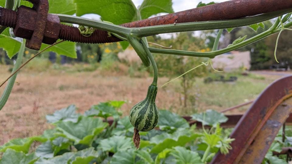 Dry Tennessee dancing Spinning Gourds decorations seed vine Arch loving small gourd dancing gourd fast growing home décor house art maraca