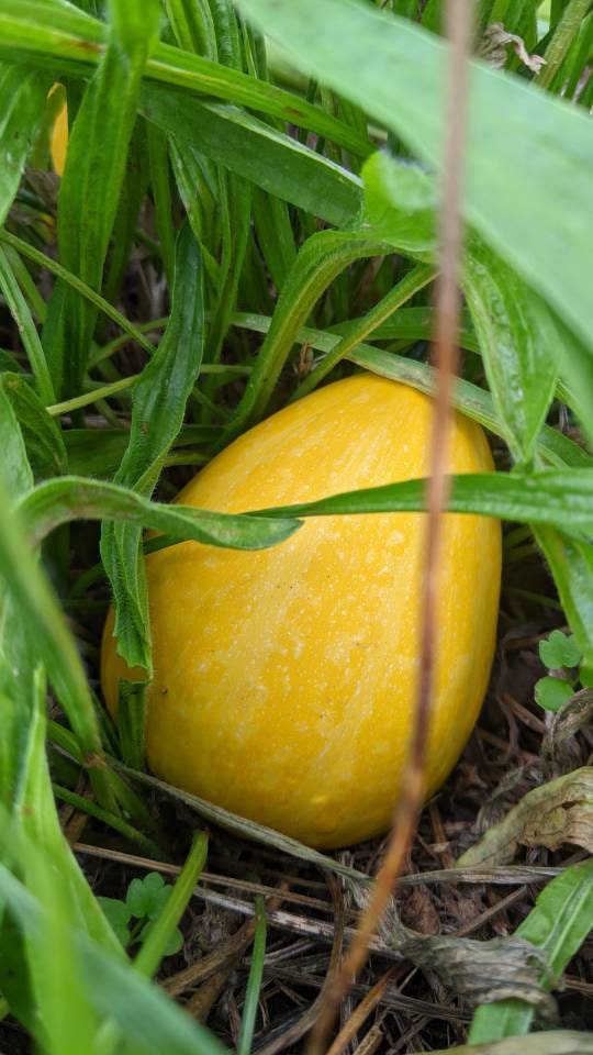 Calabas cup/bowl Gourds