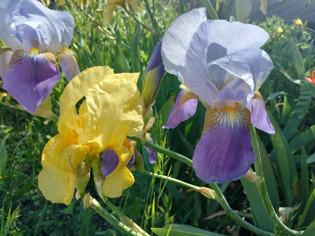 bearded iris bulbs iris bulbs mix colorful flowers landscaping iris flowers bearded iris bulb flower garden greenhouse