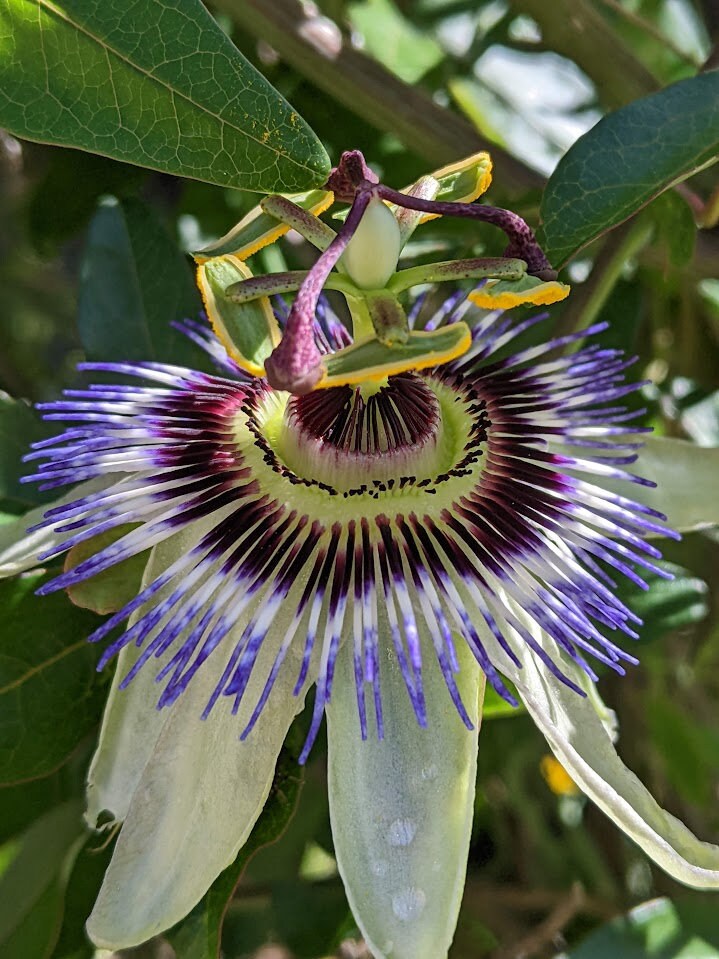 Passion Flower Vine arch loving bee pollinators purple passion flower beautiful  garden flower green house vine Passiflora Plant Cutting