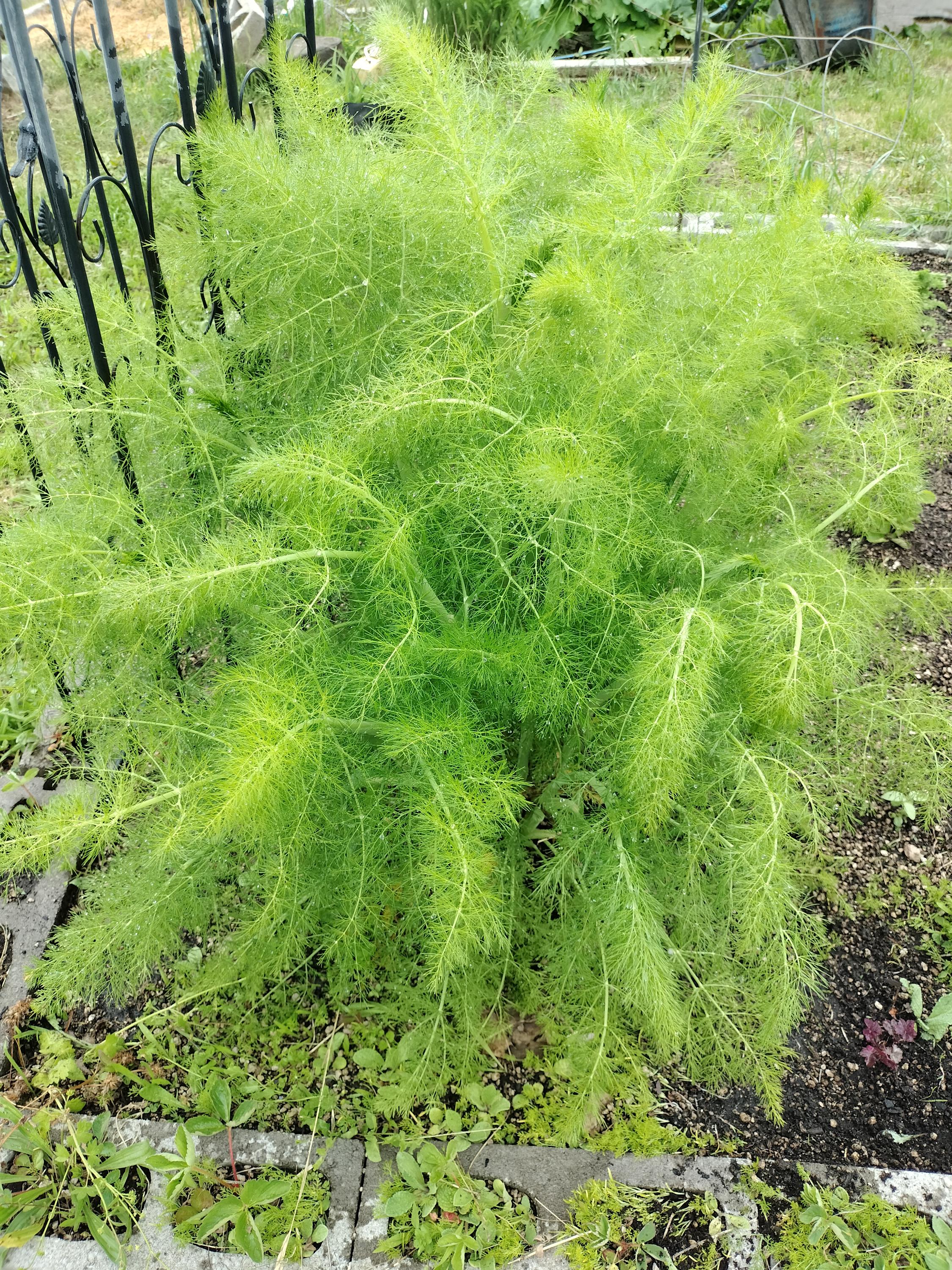 fennel plant Foeniculum vulgare live plant fennel garden potted plants fennel foeniculum fennel vulgare live plant fennel vulgare live pot