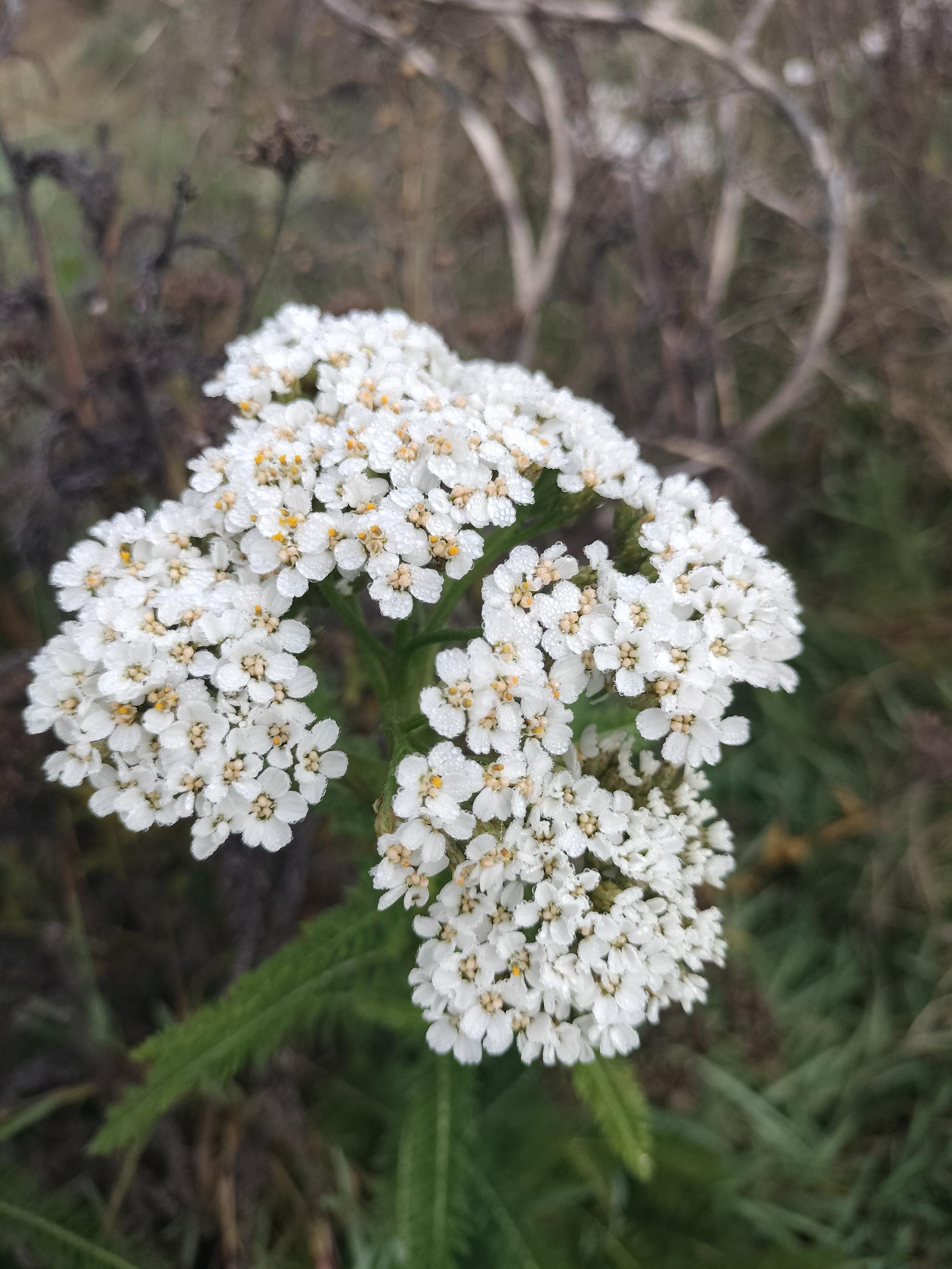 Achillea millefolium common yarrow seed organic white yarrow seeds garden butterfly plant gift Herb frequency energy seed yarrow bulk seeds