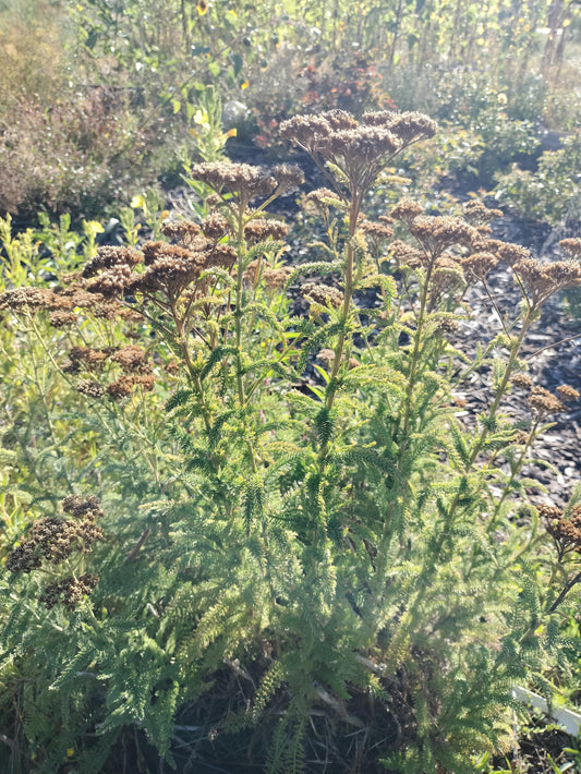 Achillea millefolium common yarrow plant sorganic white yarrow plant garden butterfly plant gift Herb Yarrow plant garden