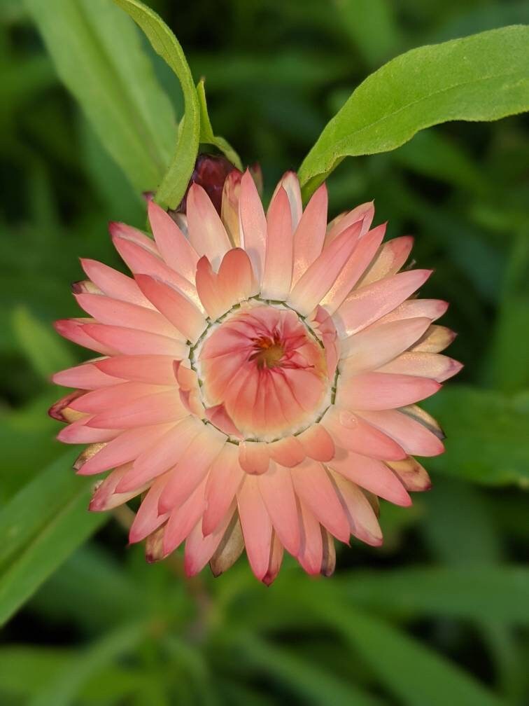 Strawflower helichrysum flower seed beautiful flowers garden accent all colors mix strawflower seed