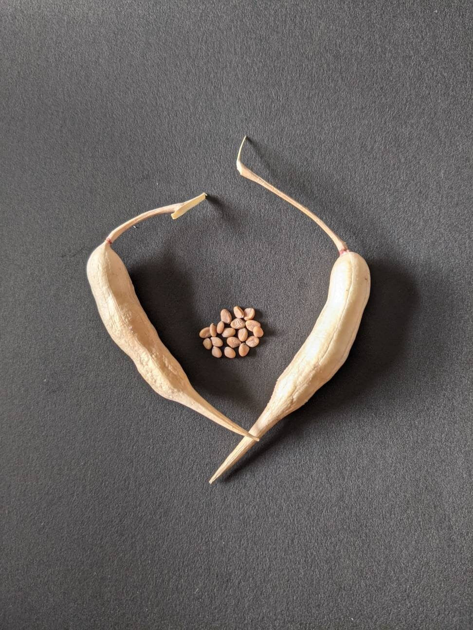 Radish seeds garden edible plant seed bank radish seed radish