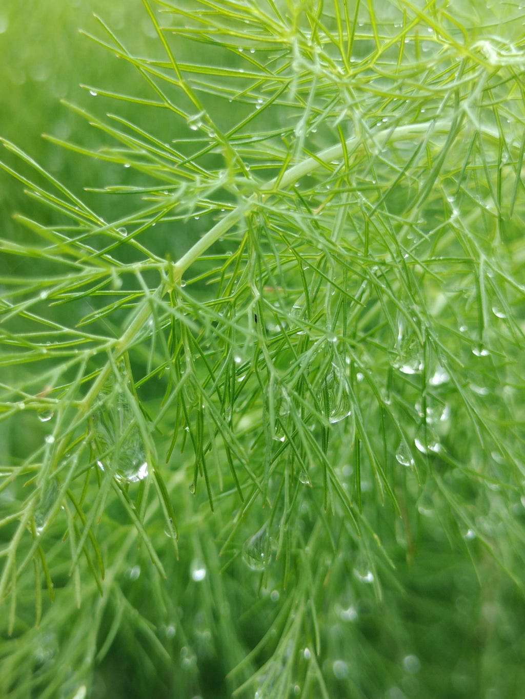 fennel plant Foeniculum vulgare live plant fennel garden potted plants fennel foeniculum fennel vulgare live plant fennel vulgare live pot