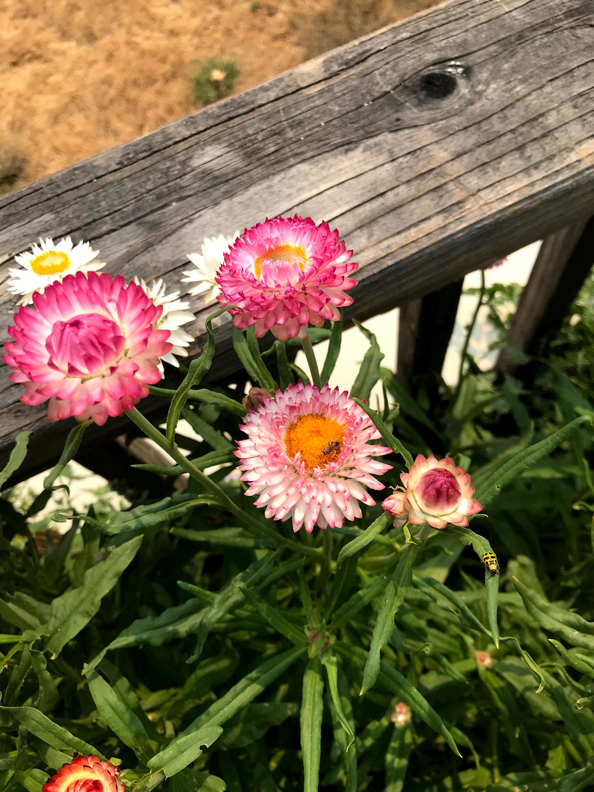 Strawflower helichrysum flower seed beautiful flowers garden accent all colors mix strawflower seed