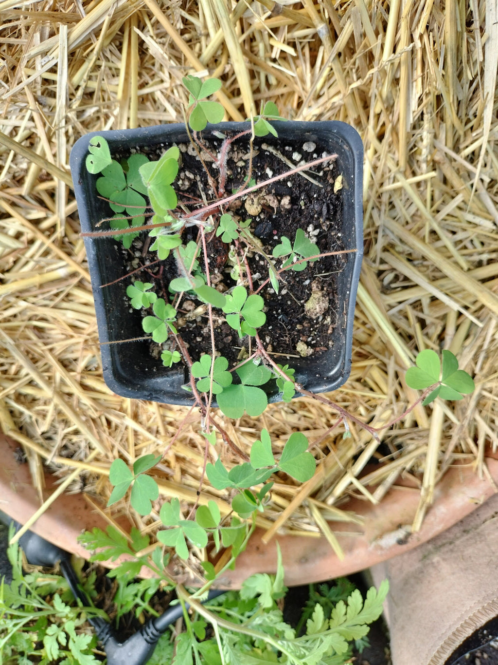 Live plant Clover Oxalis corniculata creeping yellow woodsorrel House Plant Yellow Flowers Clover Oxalis Ground Cover GreenHouse house plant