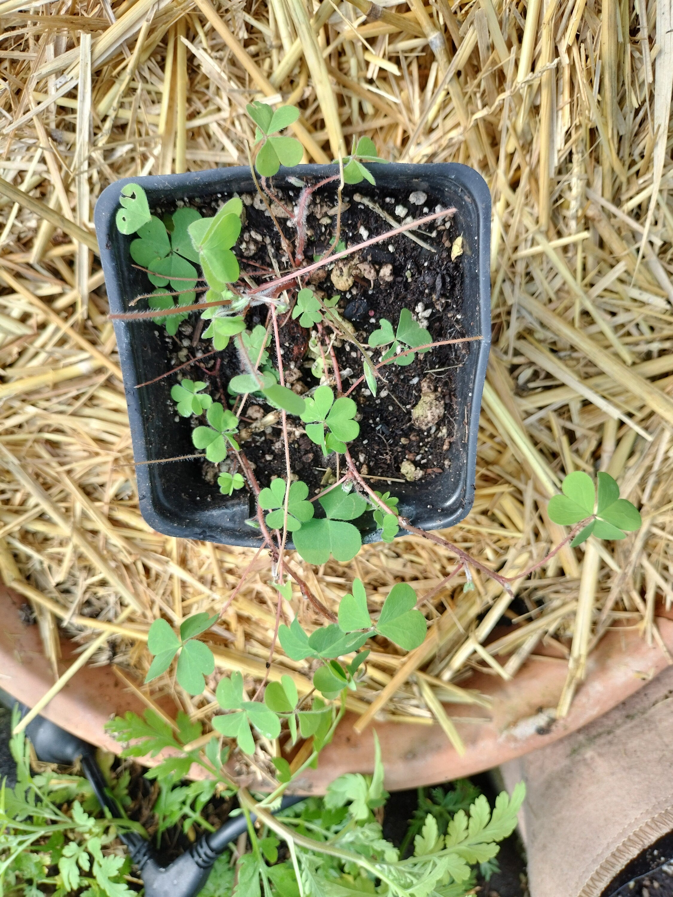 Live plant Clover Oxalis corniculata creeping yellow woodsorrel House Plant Yellow Flowers Clover Oxalis Ground Cover GreenHouse house plant