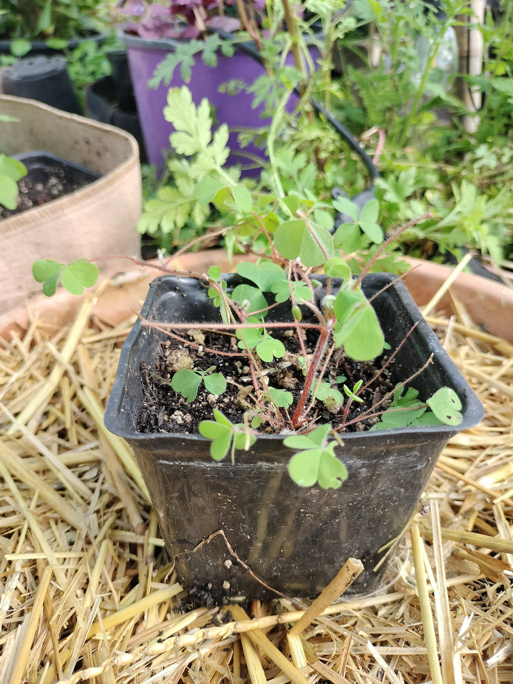 Live plant Clover Oxalis corniculata creeping yellow woodsorrel House Plant Yellow Flowers Clover Oxalis Ground Cover GreenHouse house plant