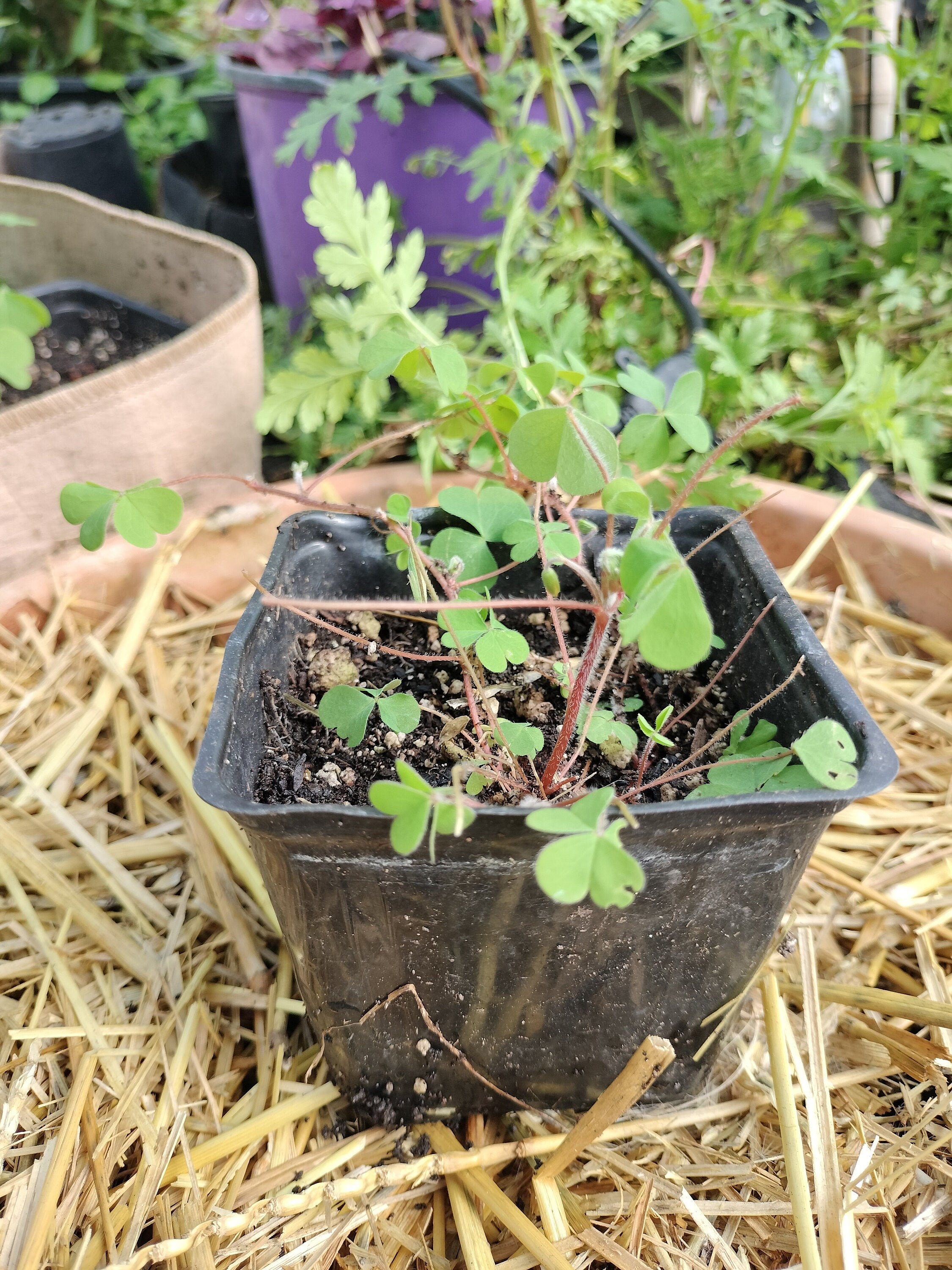 Live plant Clover Oxalis corniculata creeping yellow woodsorrel House Plant Yellow Flowers Clover Oxalis Ground Cover GreenHouse house plant