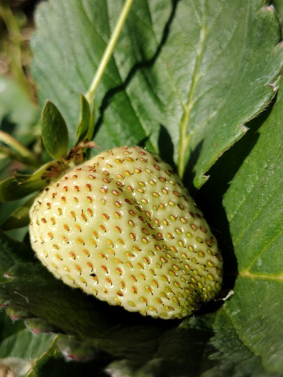 Organic Fragaria Strawberry Plants Bareroot and live Plants in 4 inch pots , edible garden , strawberry, live plant , Bareroot , beautiful
