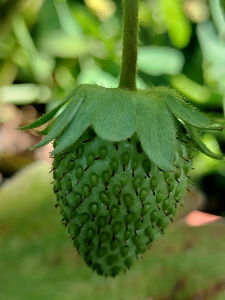 Organic Fragaria Strawberry Plants Bareroot and live Plants in 4 inch pots , edible garden , strawberry, live plant , Bareroot , beautiful