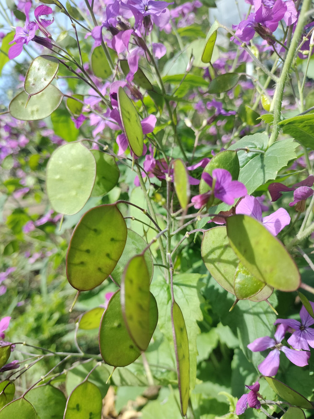 Lunaria annua seeds money plant oxygen maker blooms 2nd year beautiful purple flower landscape cabbage, mustard family sow seeds transplant