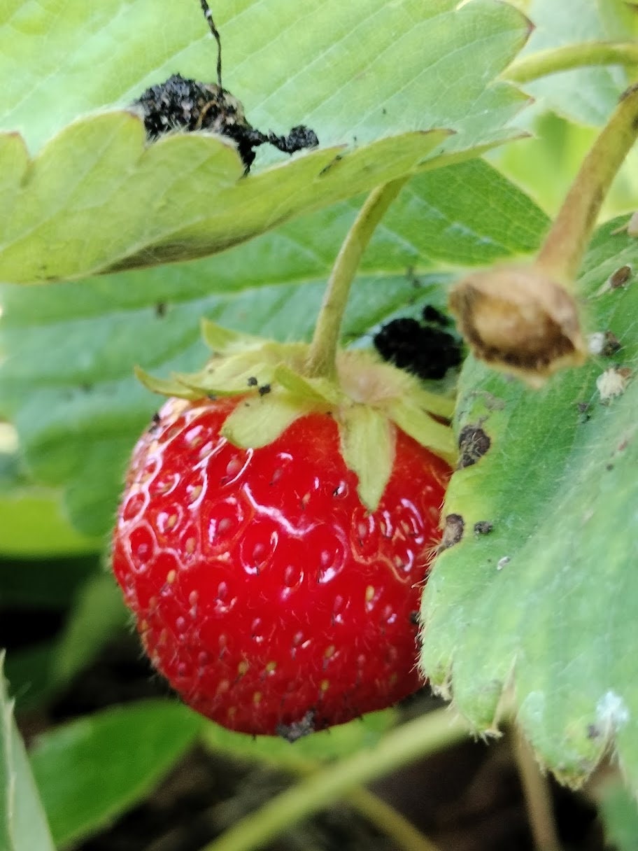 Organic Fragaria Strawberry Plants Bareroot and live Plants in 4 inch pots , edible garden , strawberry, live plant , Bareroot , beautiful