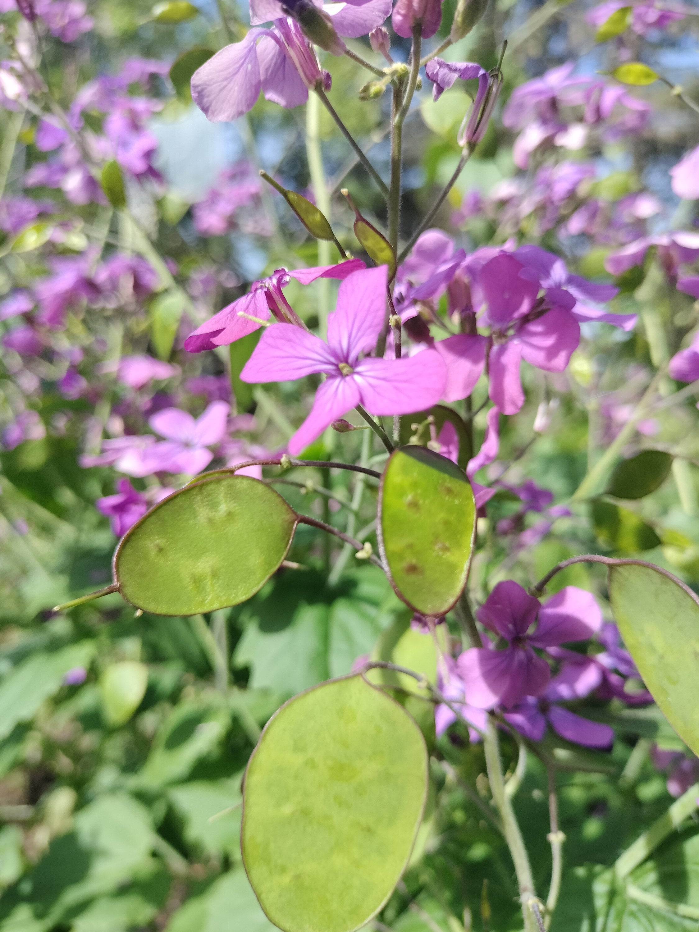 Lunaria annua seeds money plant oxygen maker blooms 2nd year beautiful purple flower landscape cabbage, mustard family sow seeds transplant