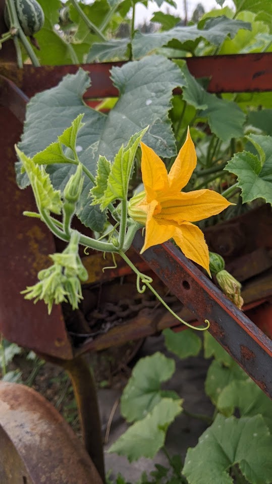 dry Dancing Gourd Spinner home décor Vine Arch Loving Small Gourd Dancing Gourd Fast Growing House Art Natural garden Maraca greenhouse