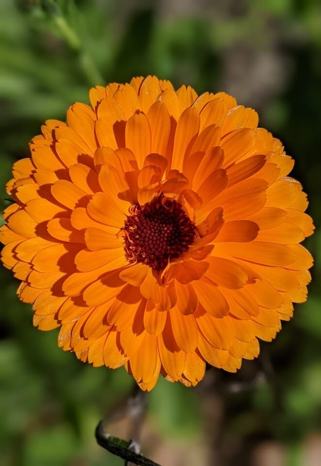 Calendula Flower Seed land scape skin care calendula garden organic seed winter bloom easy grow calendula tea flower organic skincare