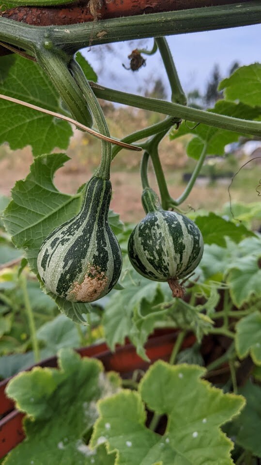 dry Dancing Gourd Spinner home décor Vine Arch Loving Small Gourd Dancing Gourd Fast Growing House Art Natural garden Maraca greenhouse