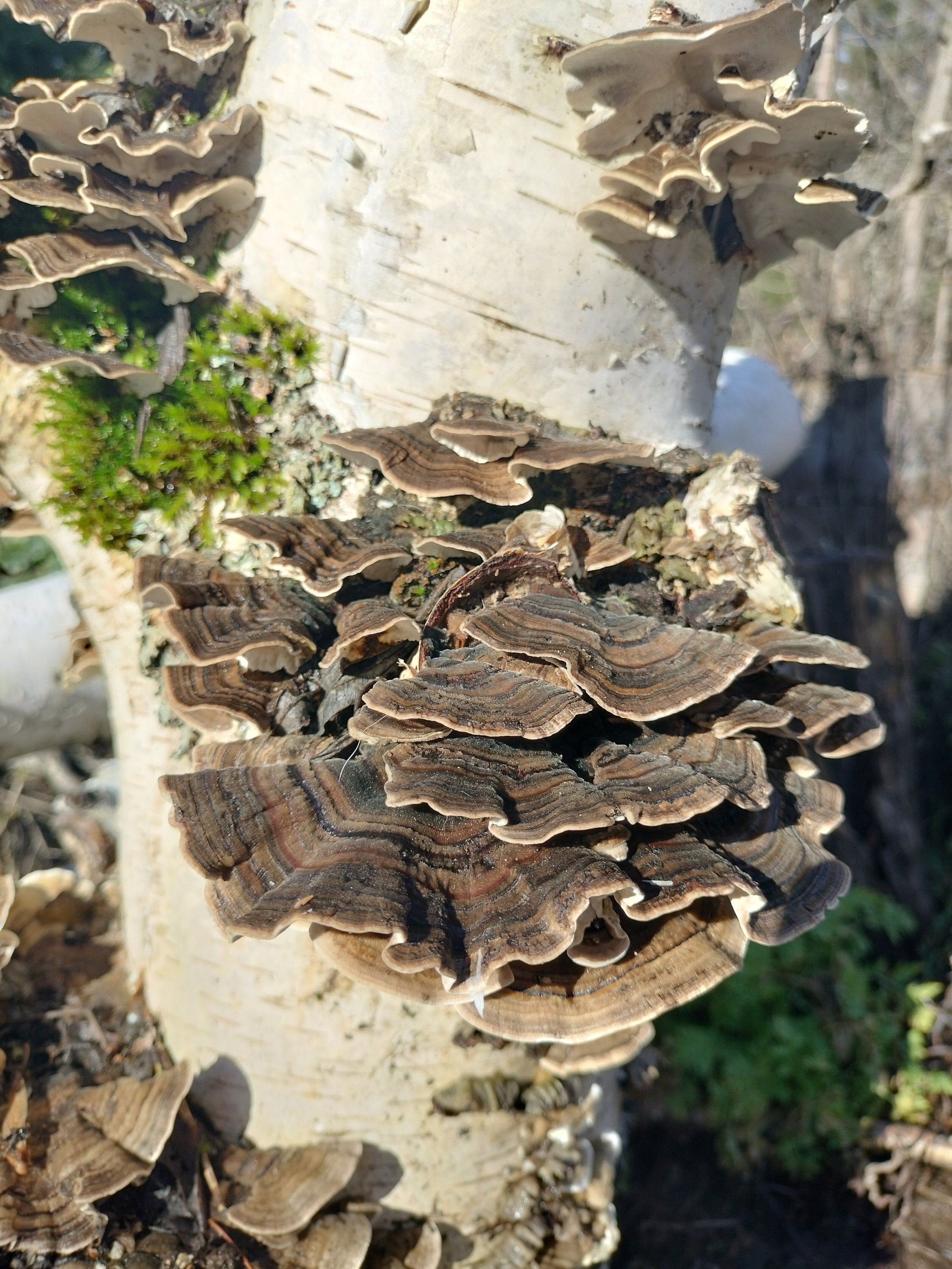 Coridus versicolor Turkey tail mushroom dehydrated half oz , gut health, coffee replacement, tea, healthy, beautiful mushroom, turkey tail,