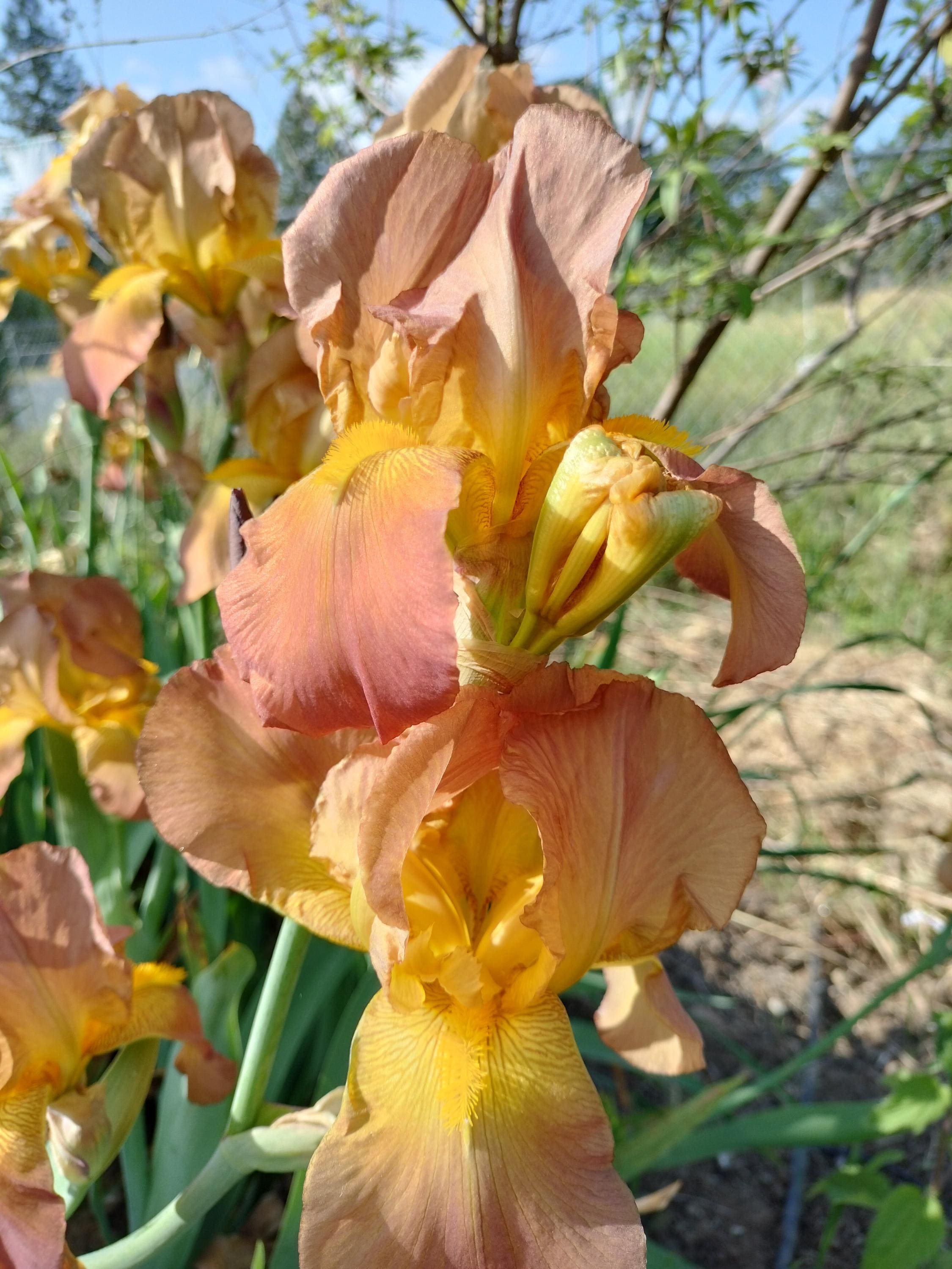 bearded iris bulbs iris bulbs mix colorful flowers landscaping iris flowers bearded iris bulb flower garden greenhouse