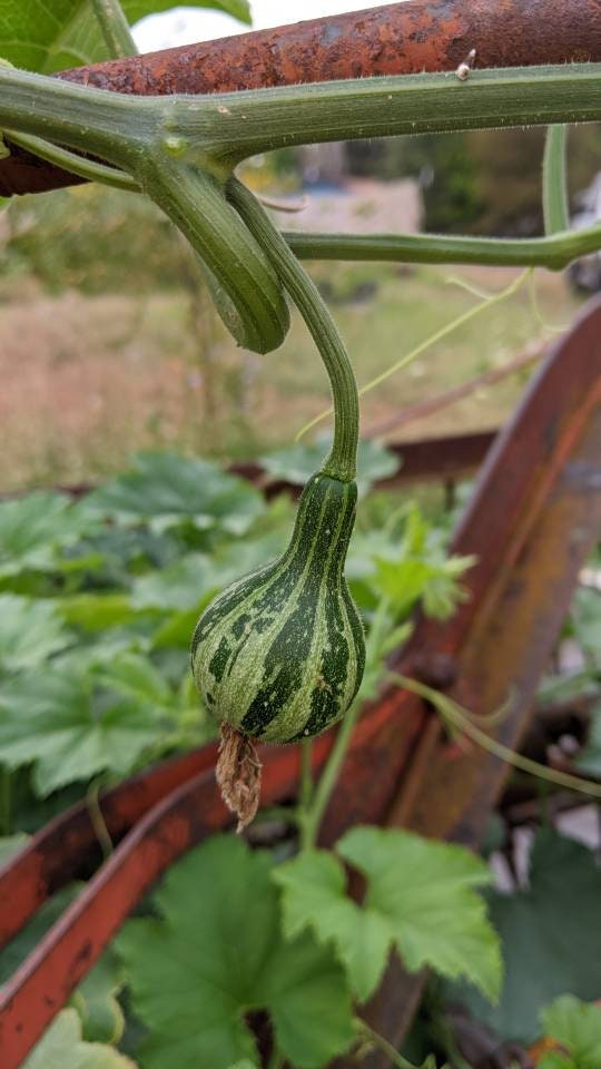 Tennessee Spinner Gourd seeds Tennessee dancing gourd sun loving organic white flower vine arch plant small gourd gift seed home décor gift
