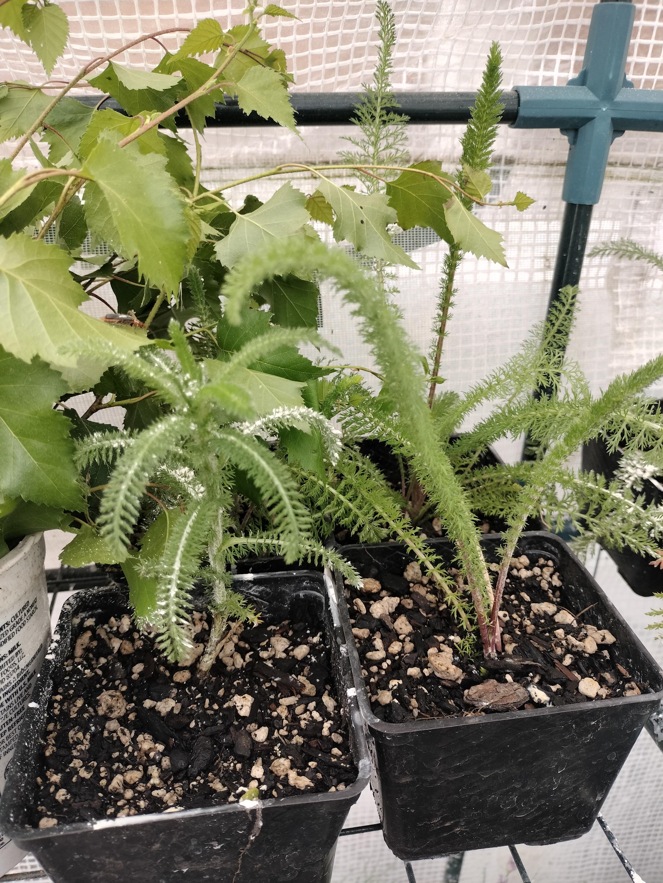 Achillea millefolium common yarrow plant sorganic white yarrow plant garden butterfly plant gift Herb Yarrow plant garden