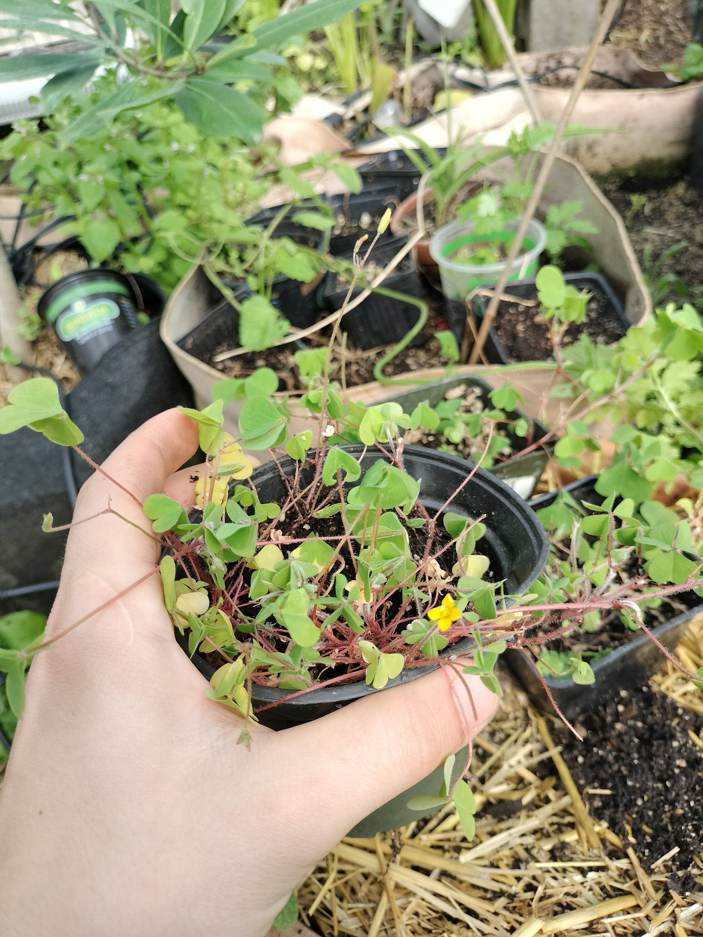 Live plant Clover Oxalis corniculata creeping yellow woodsorrel House Plant Yellow Flowers Clover Oxalis Ground Cover GreenHouse house plant